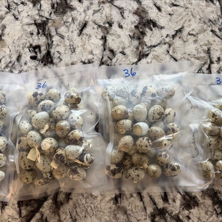 Whole RAW freezes Dried Quail Eggs (Dog/Cat Treats)