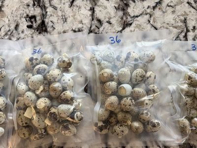 Whole RAW freezes Dried Quail Eggs (Dog/Cat Treats)