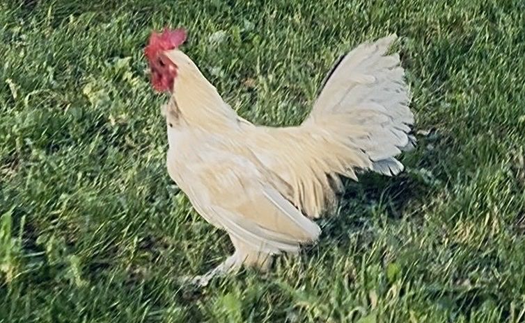 Porcelain D’uccles Rooster (Bantam)