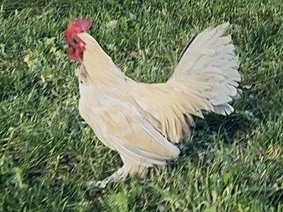 Porcelain D’uccles Rooster (Bantam)