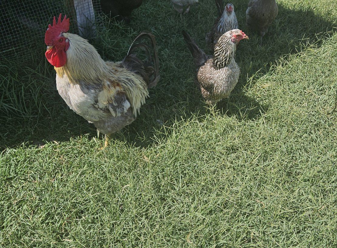 3 Laying Hens Healthy Flock