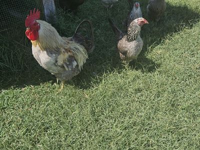 3 Laying Hens Healthy Flock