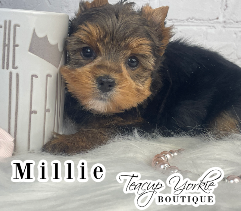 AKC Yorkshire Terrier Girl (yorkie puppy)