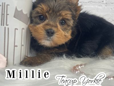 AKC Yorkshire Terrier Girl (yorkie puppy)