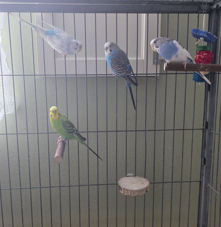 Parakeets plus cage and supplies