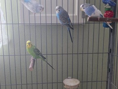 Parakeets plus cage and supplies