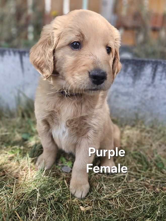 READY NOW! AKC Golden Retriever Puppies!