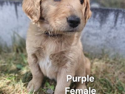 READY NOW! AKC Golden Retriever Puppies!