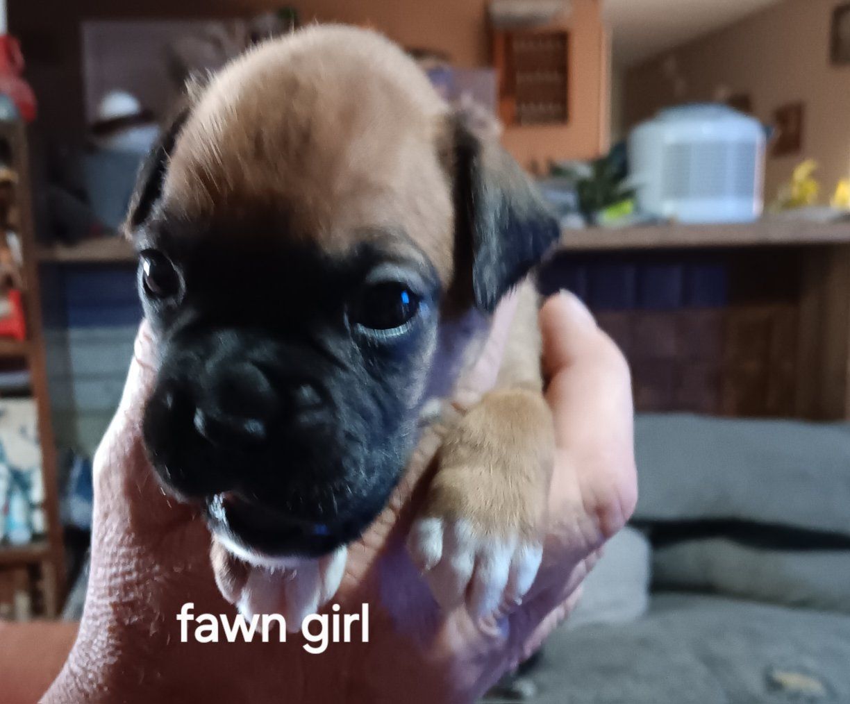 Only 3 left! Pure bred Boxer Puppies - Sealed & Fawn Males and Females