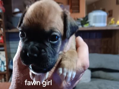 Only 3 left! Pure bred Boxer Puppies - Sealed & Fawn Males and Females
