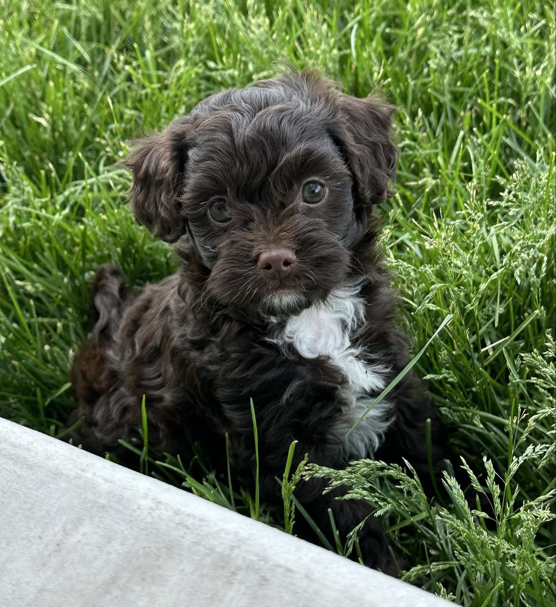 Shi-poos! Pick yours today take home next week!