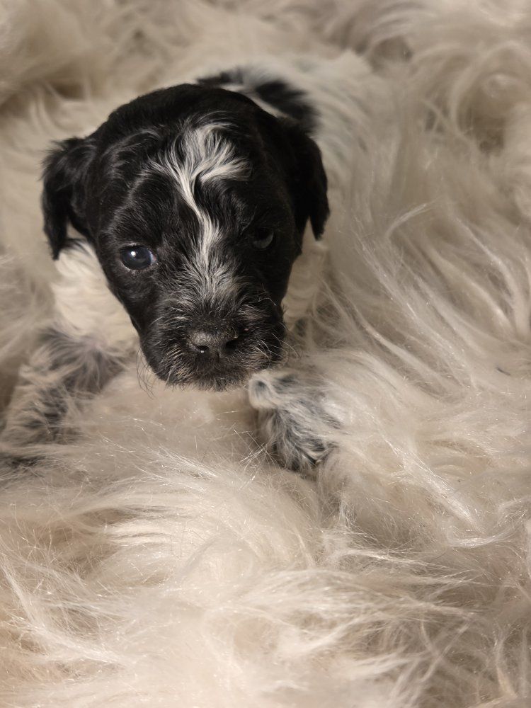 Purebred miniature poodle puppies
