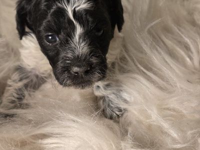 Purebred miniature poodle puppies