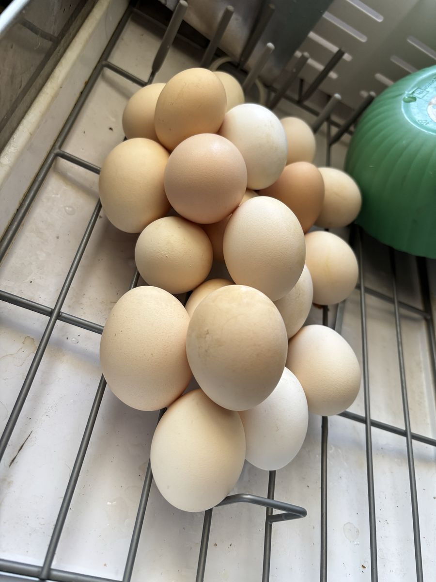 Fresh Brown and cream Farm fertile Eggs Local, Pasture-Raised