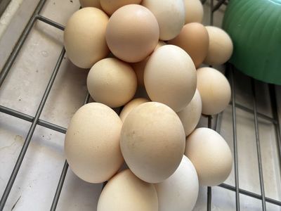 Fresh Brown and cream Farm fertile Eggs Local, Pasture-Raised
