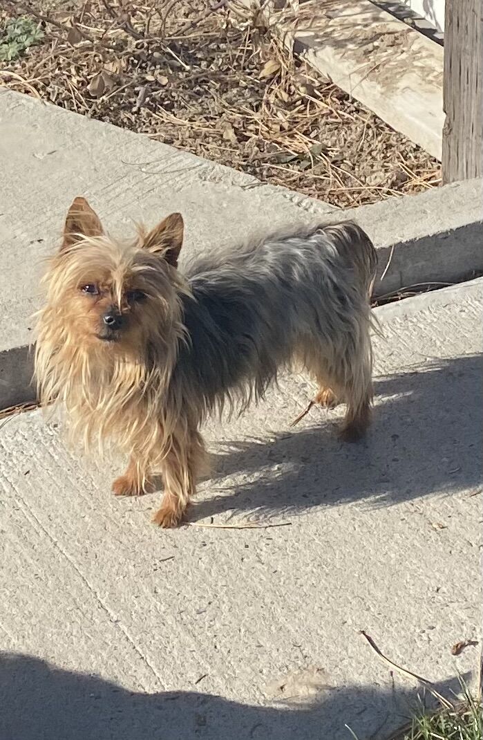 Yorkie stud dog