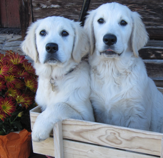 Premium Golden Retriever Breeding Program For Sale