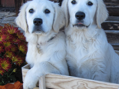 Premium Golden Retriever Breeding Program For Sale