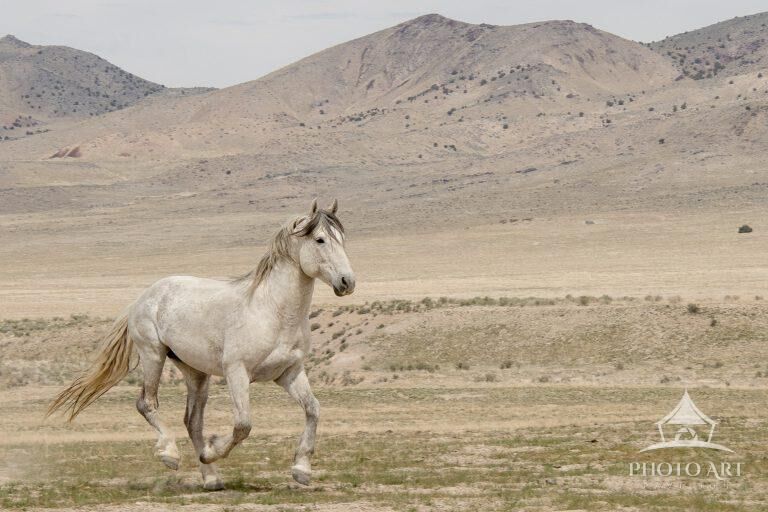 Running Free – Wild Onaqui Mustang Horse