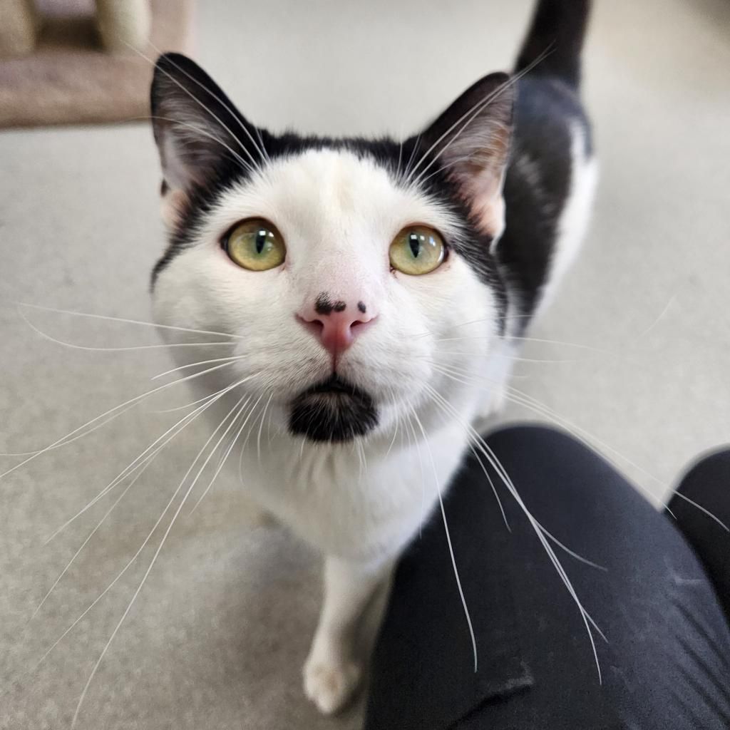 Hello my name is Papi