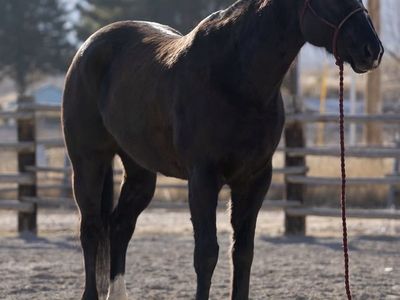 2019 AQHA Gelding