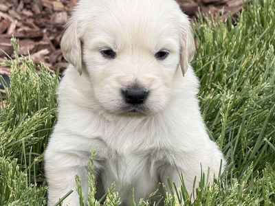 AKC English Golden Retriever Puppies