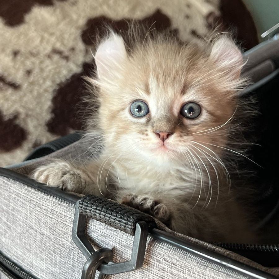 Highlander Kittens