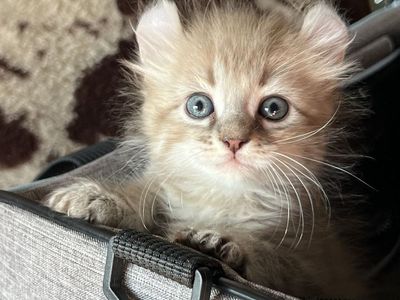 Highlander Kittens