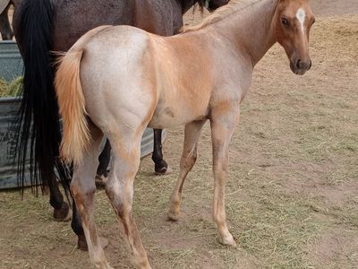 2026 Flashy palomino roan colt/ AQHA