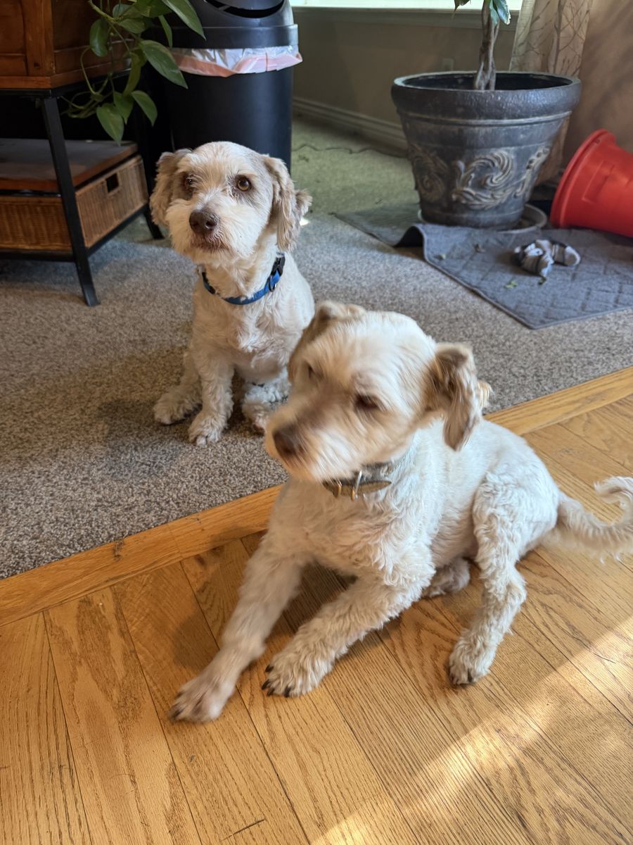 Free to a Loving Home – Two Sweet 12-Year-Old Havanese Brothers