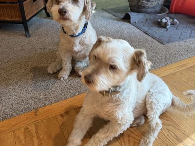 Free to a Loving Home – Two Sweet 12-Year-Old Havanese Brothers