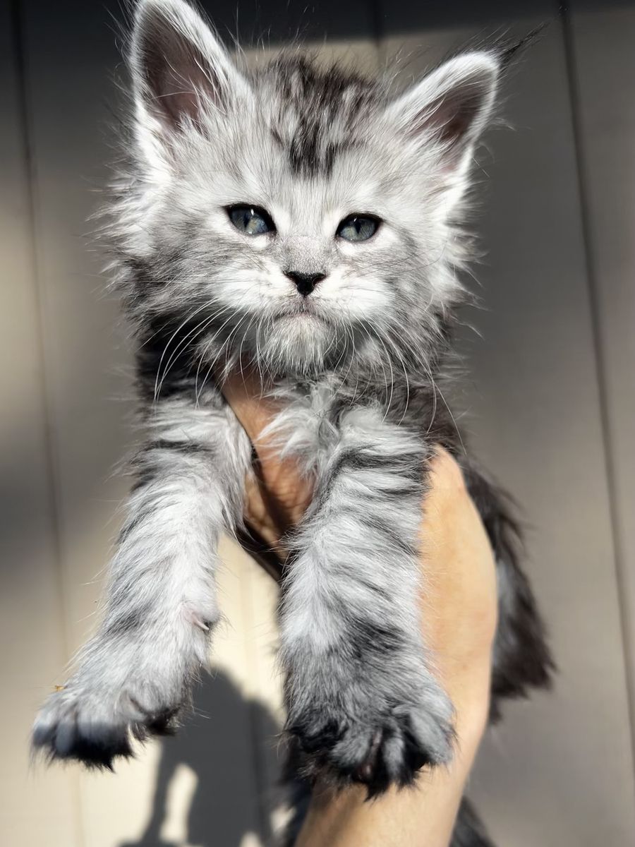 Black Silver Maine Coon female kitten