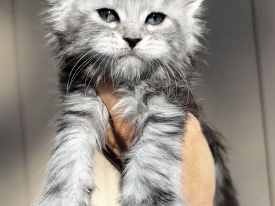 Black Silver Maine Coon female kitten