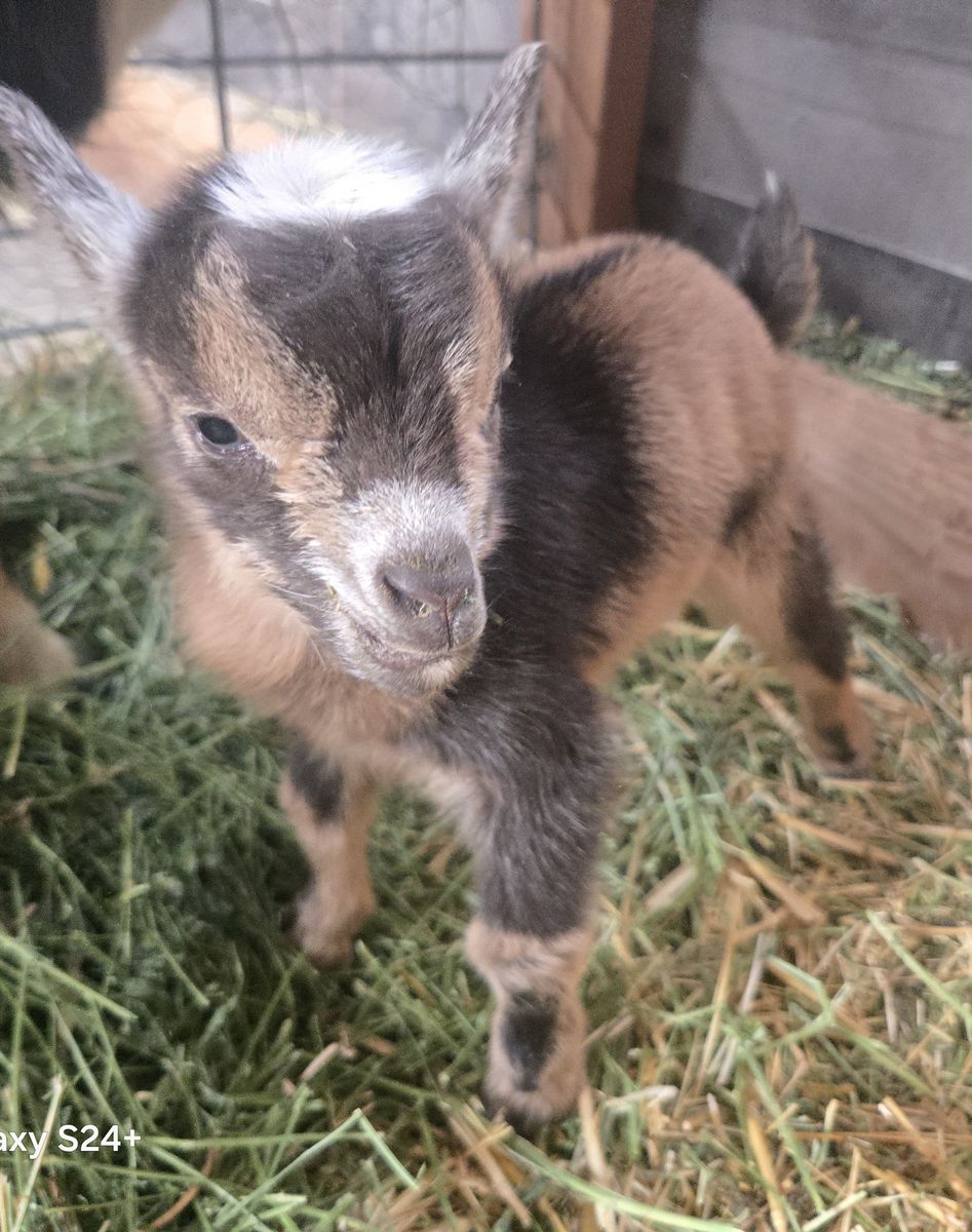 Nigerian Dwarf Buckling – Ready June 12