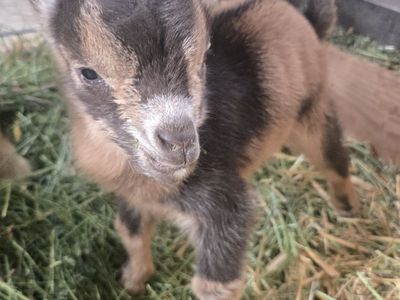 Nigerian Dwarf Buckling – Ready June 12