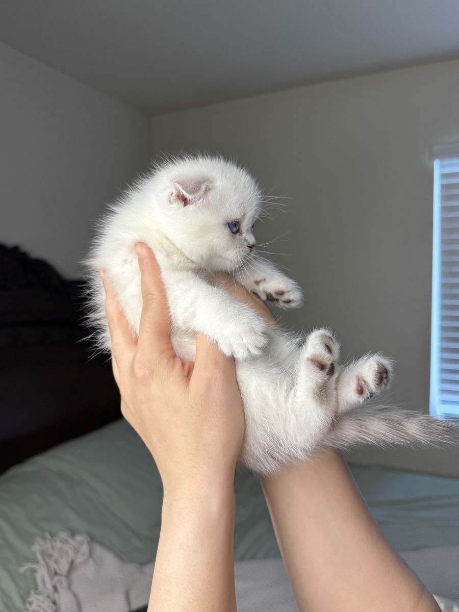 Scottish fold kitten. Boy