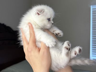 Scottish fold kitten. Boy