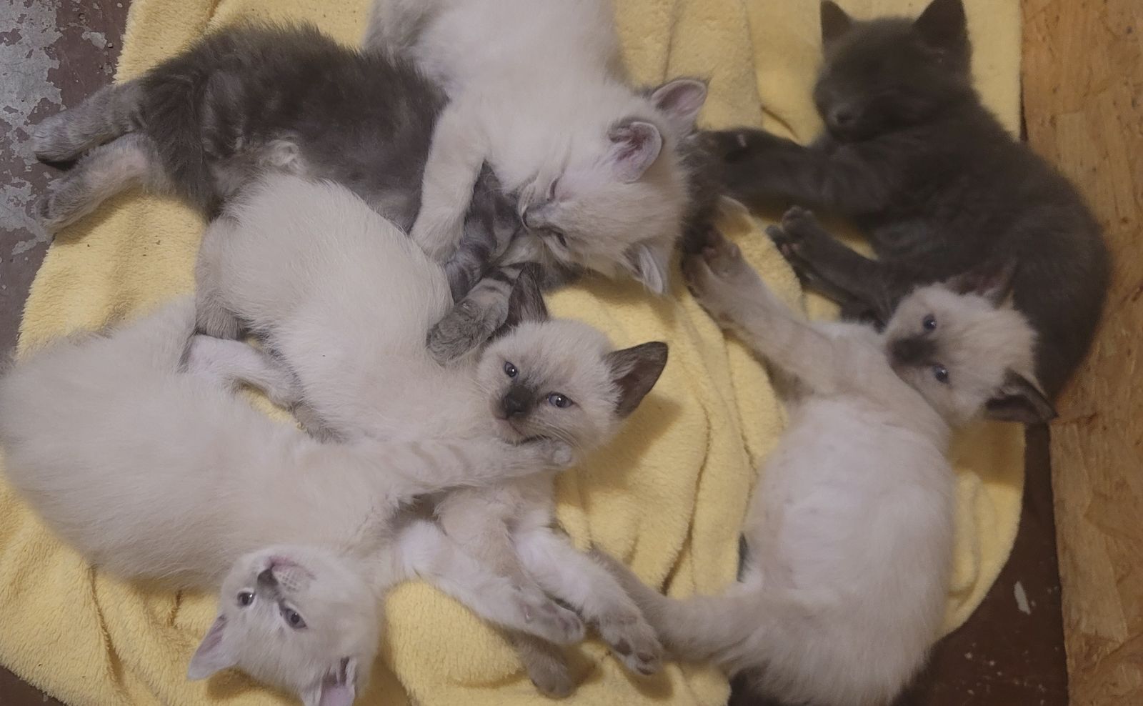 6 RAGDOLL MIX Kittens