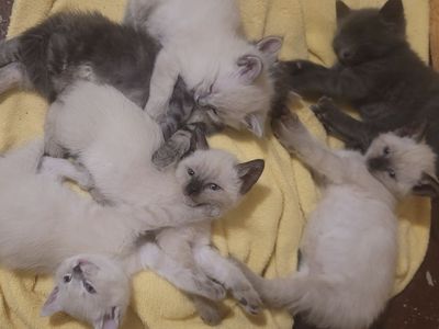 6 RAGDOLL MIX Kittens