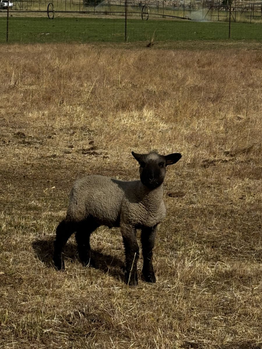 Black face lambs