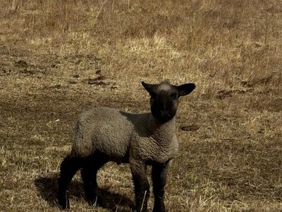 Black face lambs