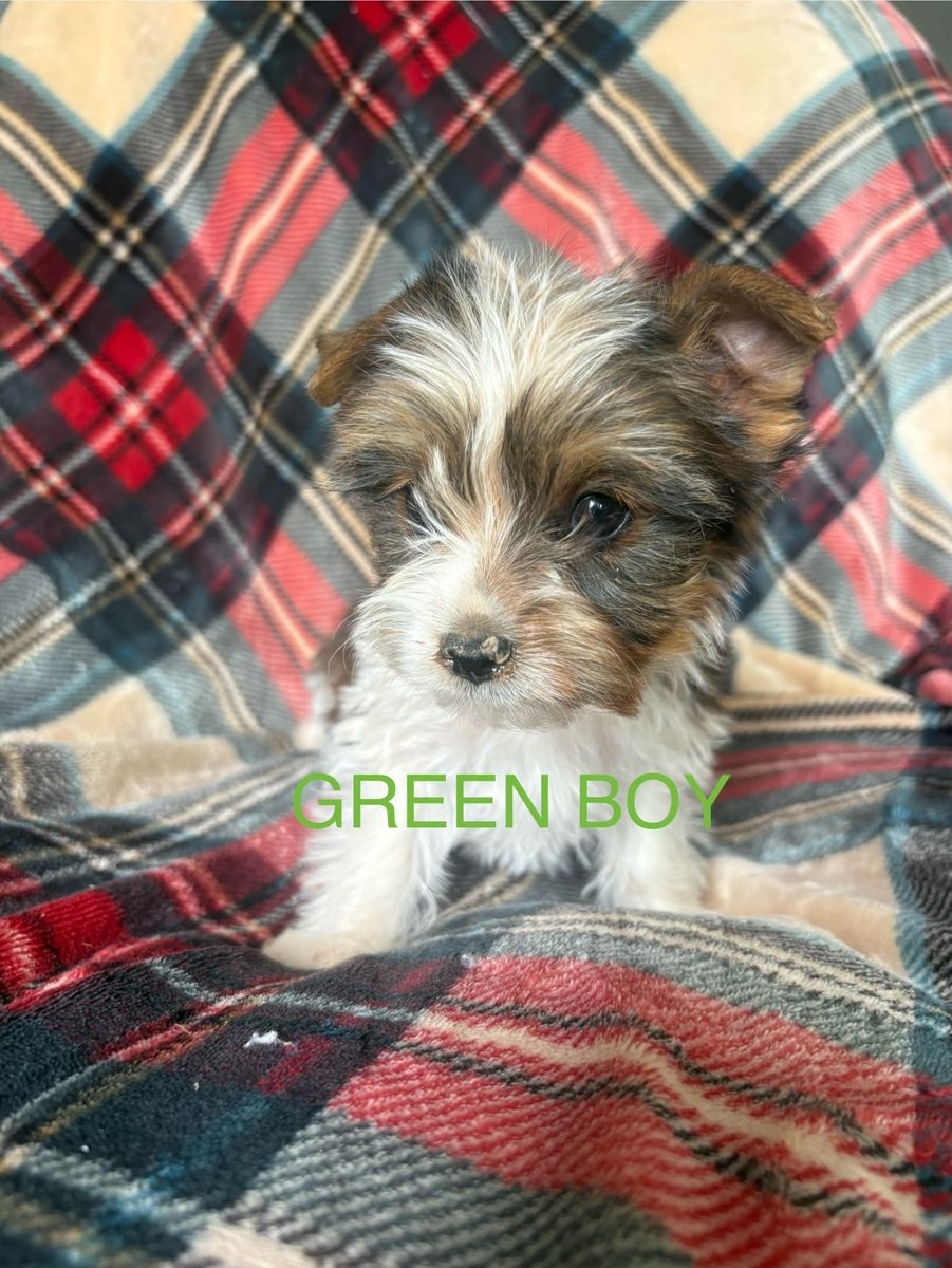 Yorkie pups 2 male 1 female left