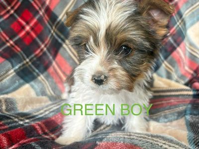 Yorkie pups 2 male 1 female left