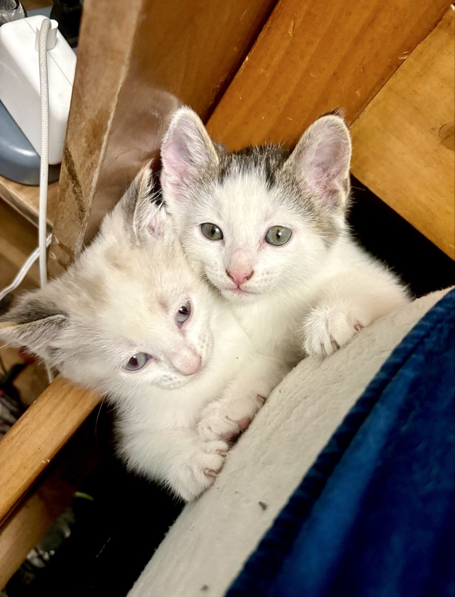 Adorable Manx Kittens - 8 weeks old, Litter Trained & Solid Food
