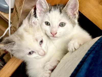 Adorable Manx Kittens - 8 weeks old, Litter Trained & Solid Food