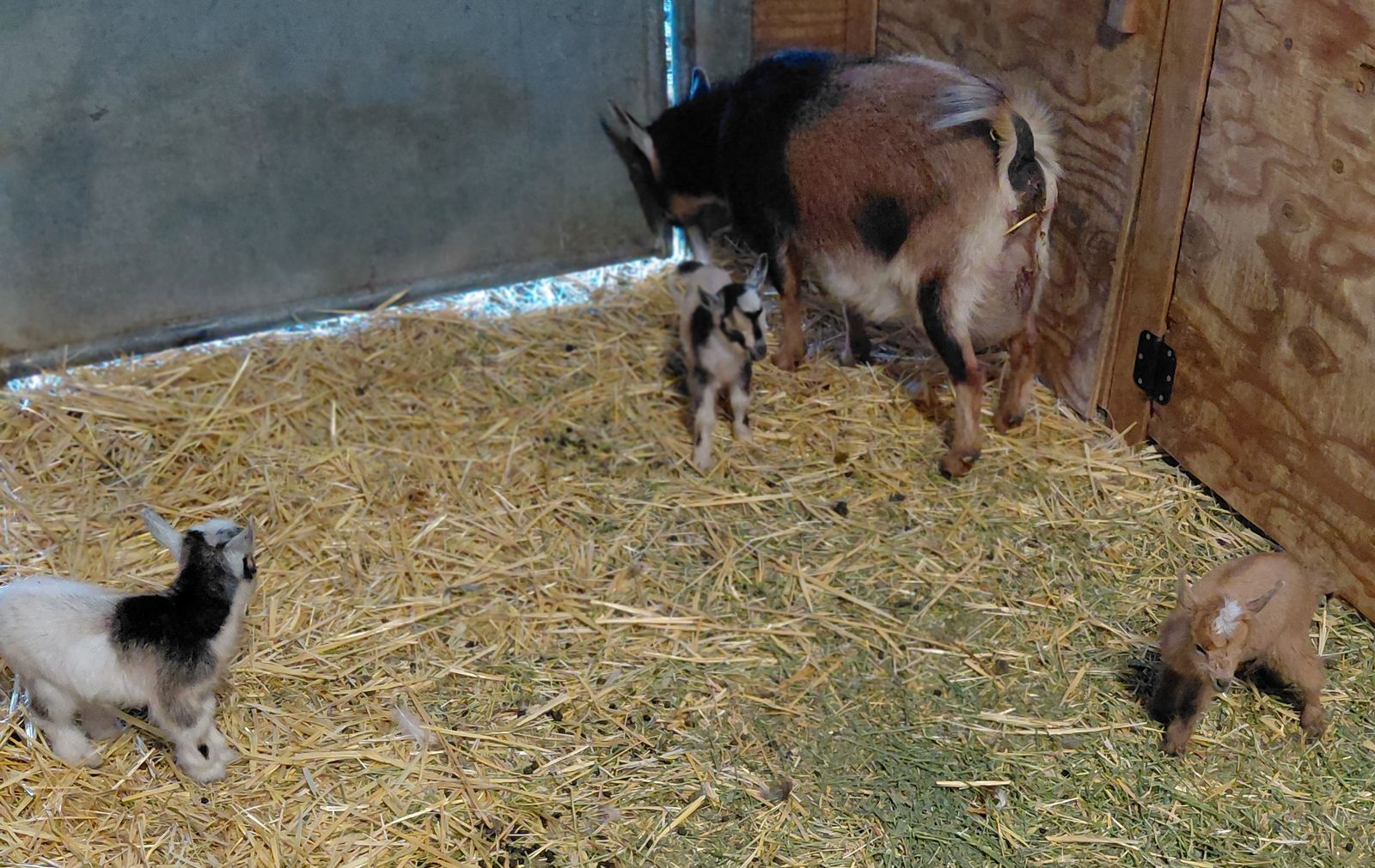 Purebred nigerian dwarf first freshner