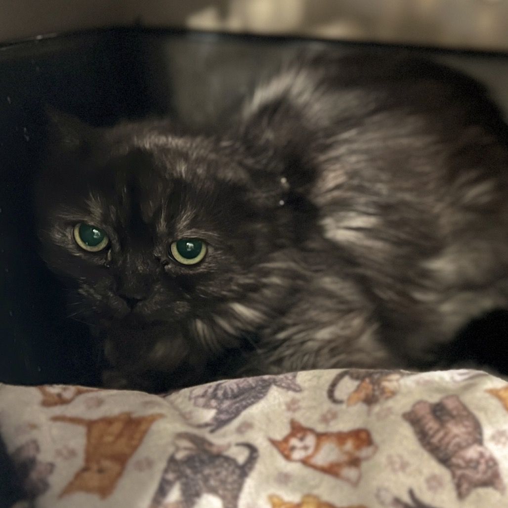 Hello my name is Rocky Raccoon