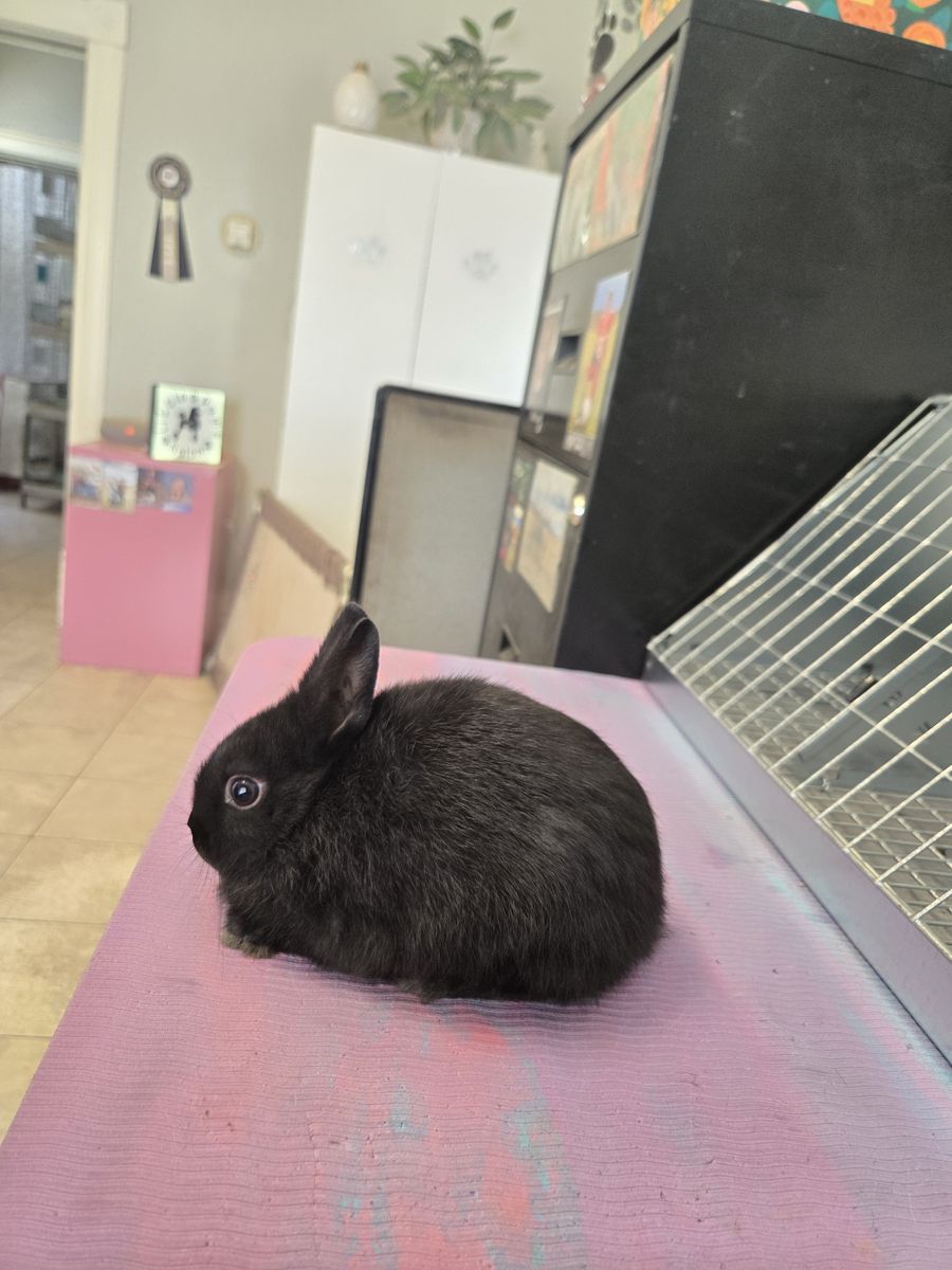 Purebred Polish mini dwarf size boy