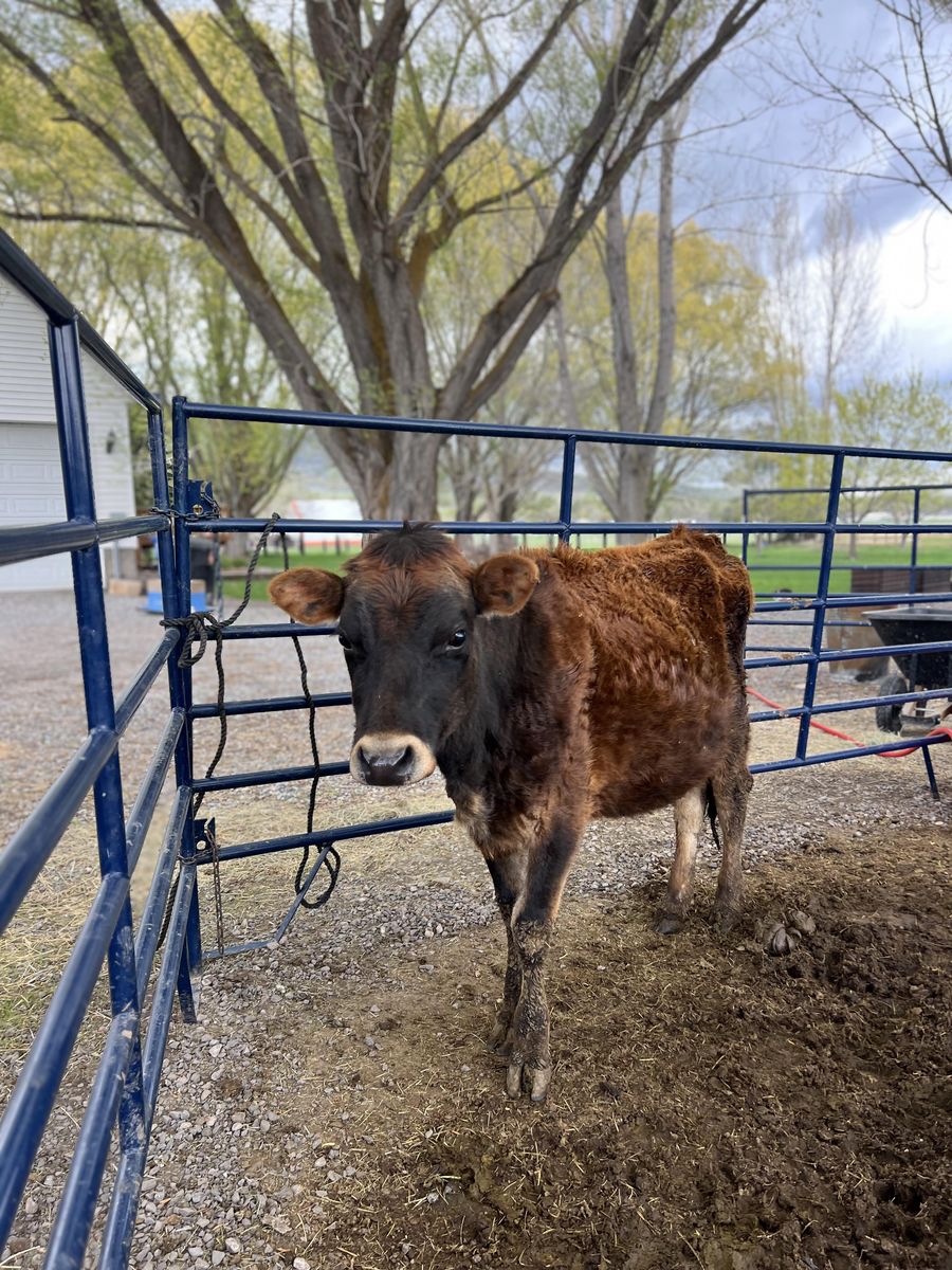 Mid Sized Jersey Milk Cow – Perfect for a Hobby Farm