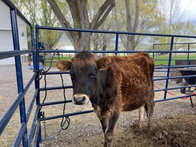 Mid Sized Jersey Milk Cow – Perfect for a Hobby Farm